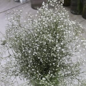 بيبي فلاور طبيعي