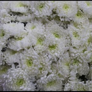 كرازنتم ابيض